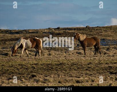 Due cavalli islandesi mangiare su un pascolo in Islanda Foto Stock