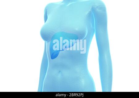 Fegato, corpo umano femminile, organo interno, Illustrazione 3D medica Foto Stock