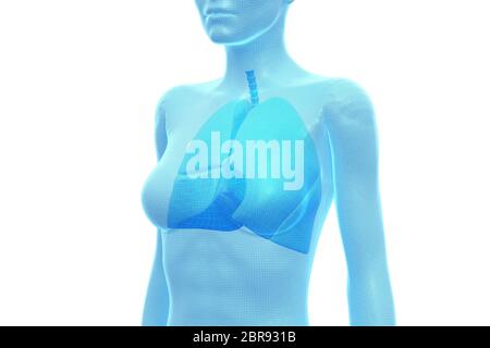 Polmone, corpo umano femminile, organo interno, Illustrazione 3D medica Foto Stock