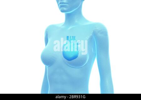 Cuore, corpo umano femminile, organo interno, Illustrazione 3D medica Foto Stock