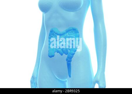 Intestino, corpo umano femminile, organo interno, Illustrazione 3D medica Foto Stock