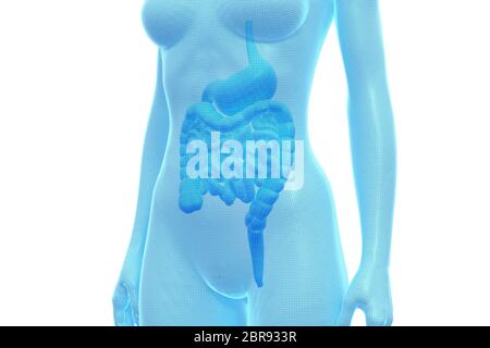 Stomaco e intestino, corpo umano femminile, organo interno, Illustrazione 3D medica Foto Stock