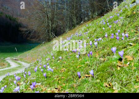 Bel paesaggio di montagna con violet piccoli fiori a Picinisco, Italia. Foto Stock