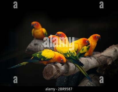 Gruppo di pappagallo sunconure bird sul pesce persico in uno sfondo scuro Foto Stock