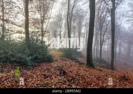 Vista mistica romantica di una foresta autunnale nella nebbia mattutina, Lüneburg Heath, Germania settentrionale Foto Stock