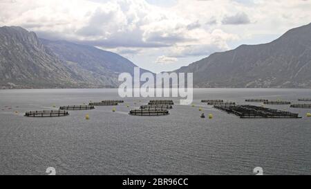 Acquacoltura Aqua Farm Reti presso la Baia di Kotor in Montenegro Foto Stock