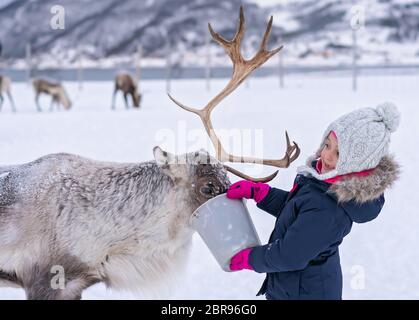 Bambina in una calda giacca invernale alimentando le renne in inverno, regione di Tromso, Norvegia settentrionale Foto Stock