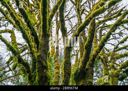 Molta foresta nell'area del parco nazionale olimpico, Washington, usa. Foto Stock