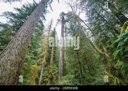 Molta foresta nell'area del parco nazionale olimpico, Washington, usa. Foto Stock