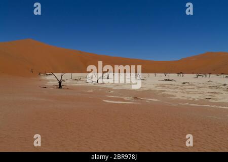 Una vista dal Dead Vlei, Sossusvlei Namibia Foto Stock