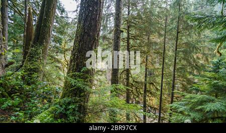 Molta foresta nell'area del parco nazionale olimpico, Washington, usa. Foto Stock