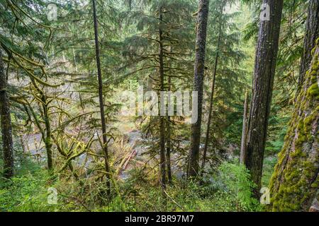 Molta foresta nell'area del parco nazionale olimpico, Washington, usa. Foto Stock