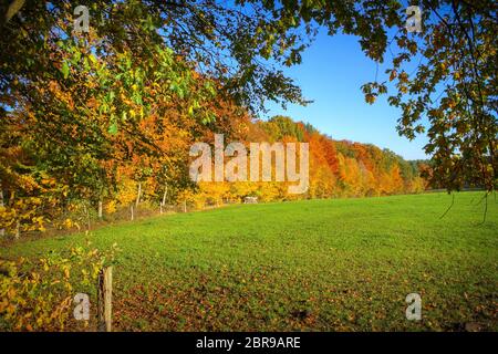 Pascolo e foresta in autunno, Lüneburg Heath, Germania del Nord Foto Stock