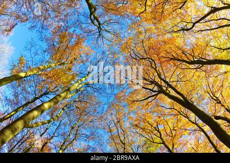 Faggio foresta in autunno, Lüneburg Heath, Germania Foto Stock