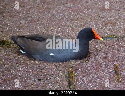 Una gallinola comune (Gallinula galeata) che naviga le acque poco profonde ricoperte di piante lungo il bordo del lago Pinto, a Watsonville, California. Foto Stock