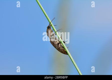 Mouse grigio beetle ( Agrypnus murinus ) su una lama di erba contro un cielo blu con spazio di copia Foto Stock