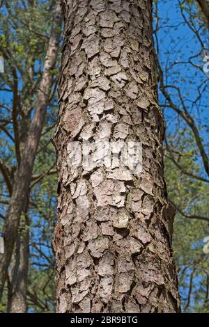 Primo piano di Loblolly Pine Tree Bark nella Blackwater National Wildlife Reserve nel Maryland Foto Stock