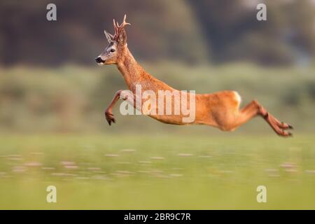 Capriolo, capreolo, saltando in alto nella natura estiva mentre si sprinting. Animali selvatici che corrono velocemente su un prato con erba verde all'alba. Foto Stock