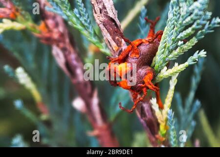 Una massa di ginepro biancospino ruggine dopo che è iniziato di essiccamento. Foto Stock