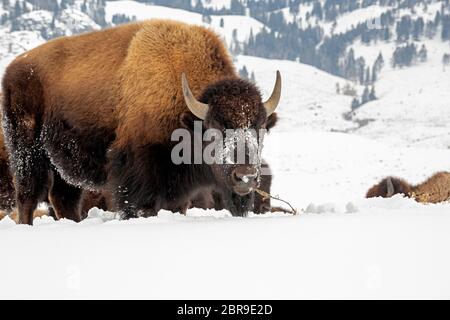 WY04519-00...WYOMING - un bisonte americano che pascola su un prato innevato nel Lamar Valley del Parco Nazionale di Yellowstone. Foto Stock