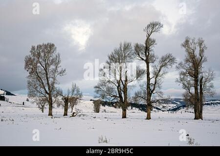 WY04524-00...WYOMING - Dawn nella Valle di Lamar innevata vicino ad uno stand di alberi di cottonwood nel Parco Nazionale di Yellowstone. Foto Stock