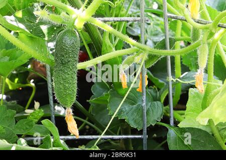 Un cetriolo appeso in una gabbia di fili. Foto Stock