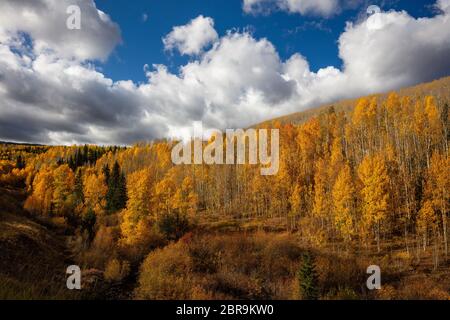 Golden aspen lungo Fall Creek Road, Wilson Mesa, San Juan Mountains, San Miguel County, Colorado Foto Stock