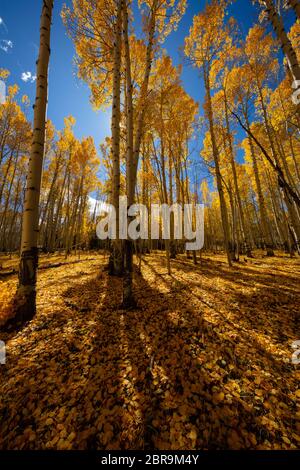 Tappeto d'oro di foglie cadute e di aspen di scoppi, Wilson Mesa, San Juan Mountains, San Miguel County, Colorado Foto Stock