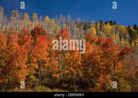 Quaking aspen in autunno, Crested Butte, Colorado Foto Stock