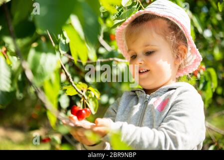 Ragazza carina la raccolta delle ciliegie in giardino Foto Stock