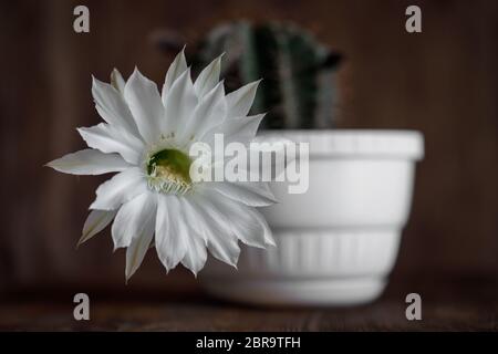 una squisita echinopsis bianca e rosa notte fiore cactus alto sopra la brutta pianta di cactus spinoso in una pentola su uno sfondo di legno Foto Stock