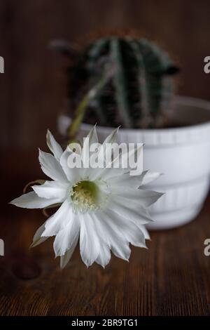 una squisita echinopsis bianca e rosa notte fiore cactus alto sopra la brutta pianta di cactus spinoso in una pentola su uno sfondo di legno Foto Stock