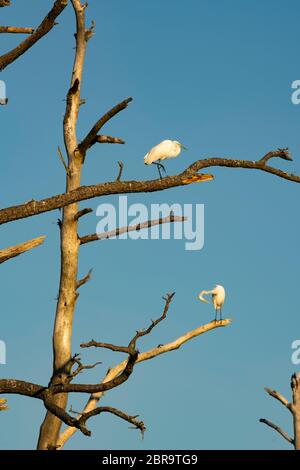 Due uccelli e preen groom mentre appollaiato su un albero su di Assateague Island Foto Stock