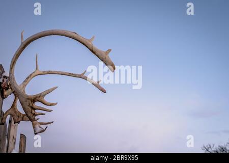 In prossimità di una massiccia di renne palchi fissato alla sommità di una capanna in legno in nativo popolo Sami camp, regione di Tromso, Norvegia settentrionale Foto Stock