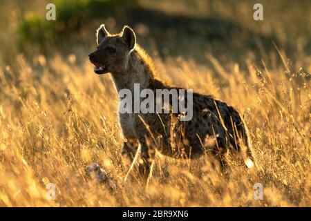 Backlit spotted hyena sorge in erba lunga Foto Stock