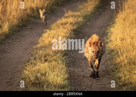 Nero-backed jackal segue spotted hyena sulla via Foto Stock