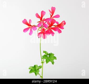 Geranio Pelargonium fiori isolati su sfondo bianco Foto Stock