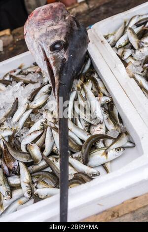 Pesce spada di grandi dimensioni sulla parte superiore delle scatole di polistirolo di pesce appena pescato su una barca dei pescatori nel porto di Zante, Zante città, isola del Mar Ionio, Grecia Foto Stock