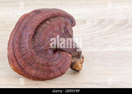 Ganoderma lucidum fungo o Ling Zhi fungo su uno sfondo di legno Foto Stock