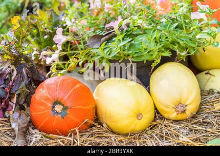 Vario assortimento di zucche, un mazzetto di zucche la parte superiore di una balla di fieno in azienda agricola biologica in vendita per essere utilizzati come decorazioni di caduta Foto Stock