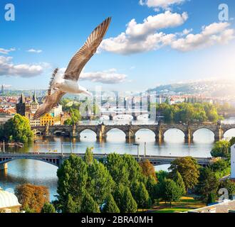 Fila di ponti in Praga al giorno di estate Foto Stock