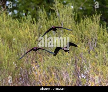 Ibis con faccia bianca in volo Foto Stock