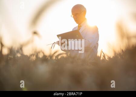 L'uomo facendo ricerca sugli OGM della granella nel campo di grano, egli è un scienziato agricolo Foto Stock