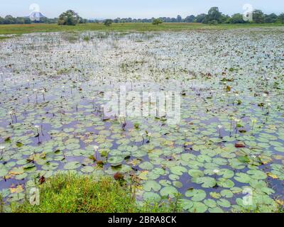 Waterside naturale paesaggio visto in Sri Lanka Foto Stock