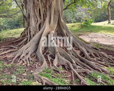 Primo piano di fichi strangler visti in Sri Lanka Foto Stock