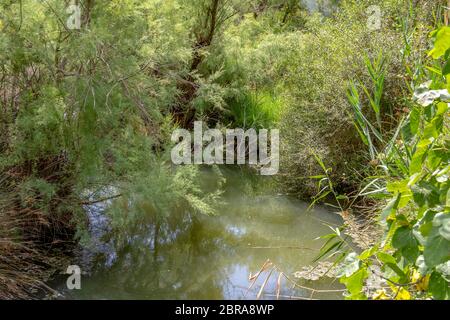 Paesaggi ripariali intorno il parco naturale regionale della Camargue nel sud della Francia Foto Stock