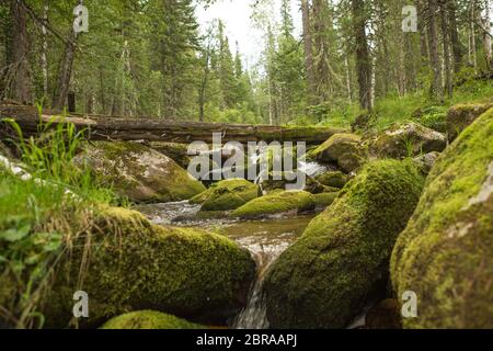L'acqua che scorre su pietre ricoperta con MOSS. Foto Stock