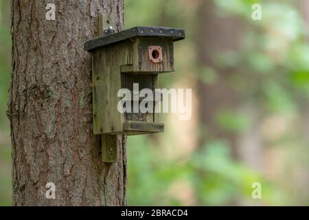 La vecchia scatola di nidificazione degli uccelli in casa pende su un albero di fronte a sfondo sfocato Foto Stock