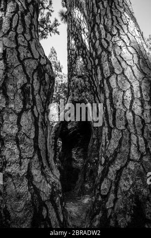 Alberi di conifere bruciati da fuoco sull'isola di Tenerife. La serie completa è disponibile presso il titolare del copyright. Foto Stock