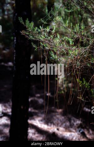 Alberi di conifere bruciati da fuoco sull'isola di Tenerife. La serie completa è disponibile presso il titolare del copyright. Foto Stock